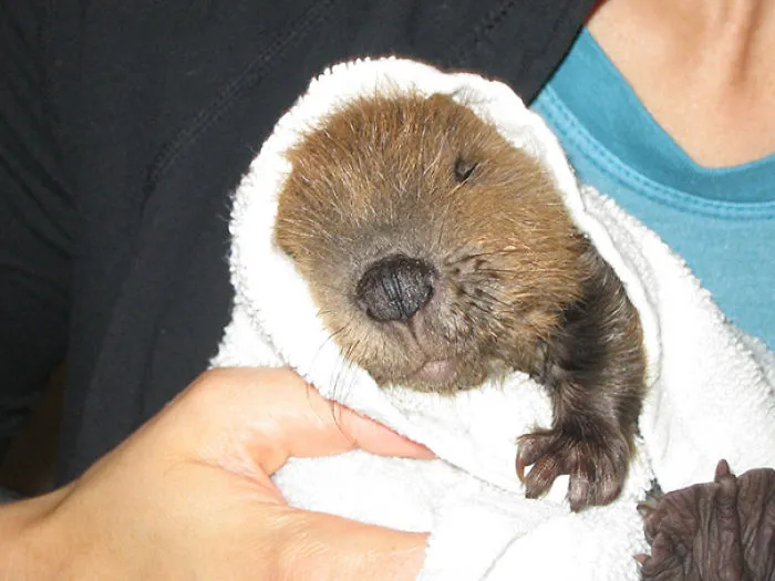 Cute Baby Beaver