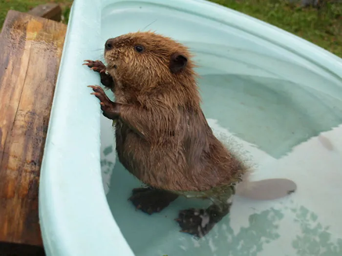 So This Is What A Baby Beaver Looks Like