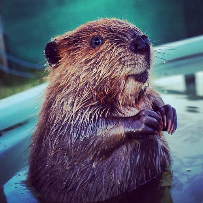 Baby Beaver Christian