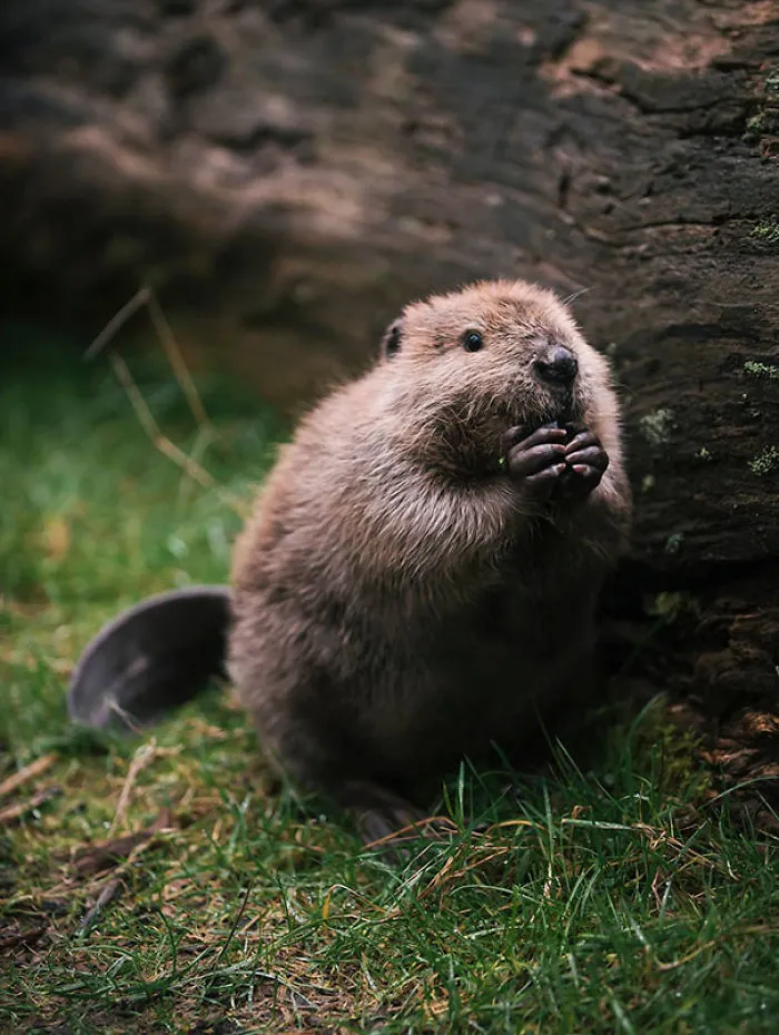 Cute Baby Beaver