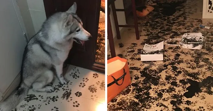 Family Leaves Husky For 3 Hours, Dog Redesigns The Apartment