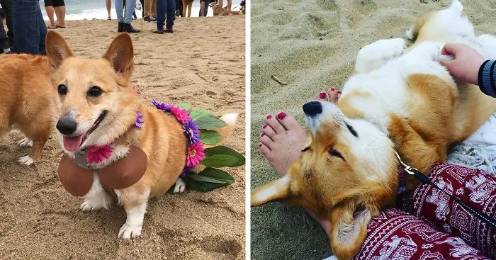 600+ Corgis Had A Massive Beach Pawty This Weekend, No Cats Allowed