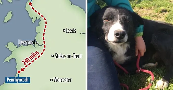 Homesick Dog Walks 240 Miles In 12 Days To See His Owner Again