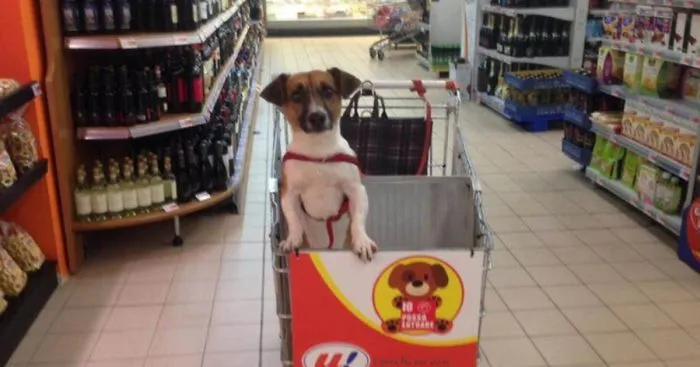 Italian Grocery Store Gets Dog-Friendly Carts So You Can Shop With Your Dog