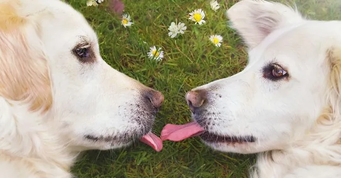 I Photograph My Dogs Enjoying Spring Time