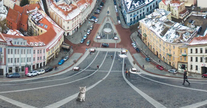 The Kitten Of Vilnius