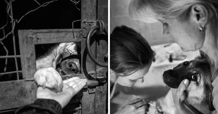 I Photograph The Daily Life In The Dog Shelter