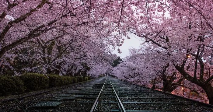 I Took Pictures Of The Amazing Sakura Bloom In Japan