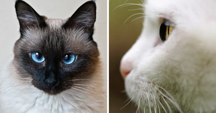 I Take Portraits Of Cats Showing Their Unique Characters