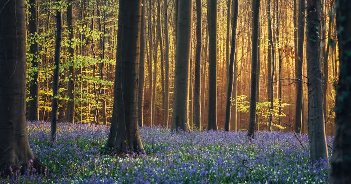 I Photographed A Fairy Tale-Like Forest In Belgium That Turns Blue Two Weeks A Year