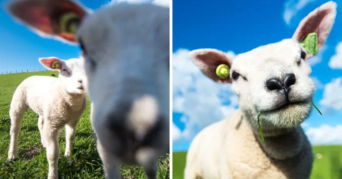 My Struggles Taking The Perfect Picture Of A Sweet Little Lamb