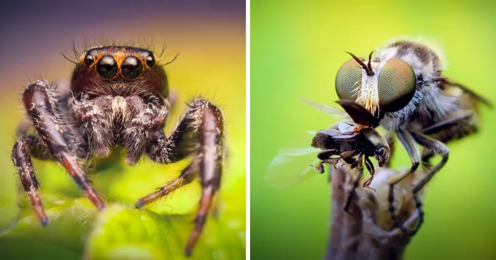 I Photograph Macro Pictures Of Insects To Prove That Life Has No Size
