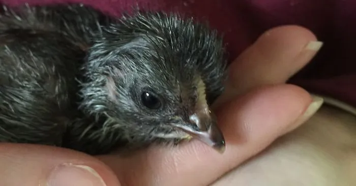 Chicken Was Born Unable To Walk So We Made A 'Chick Chair' To Help Him Recover