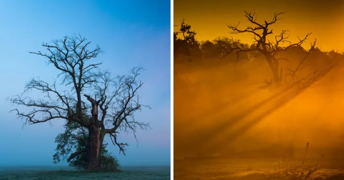 I Take Photos In A Land Of Magical Oaks In Rogalin, Poland