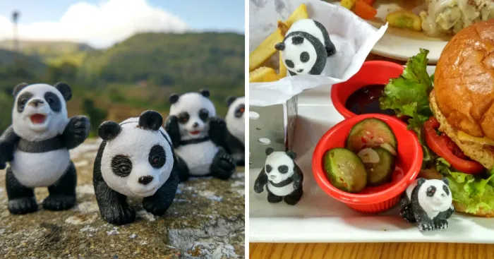 I Photographed The Adventures Of 4 Toy Pandas