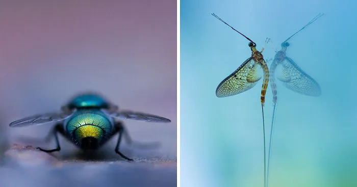 I Photograph Small Animals That Are Usually Overlooked