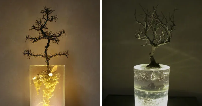 I Embed Natural Elements In Clear Resin To Create Hidden Dynamics