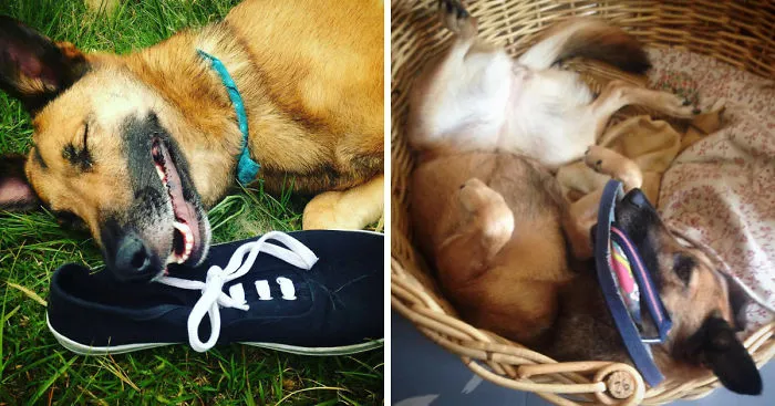 I'm A Psychologist And I Capture My Rescue Dog's Shoe Fetish On Instagram