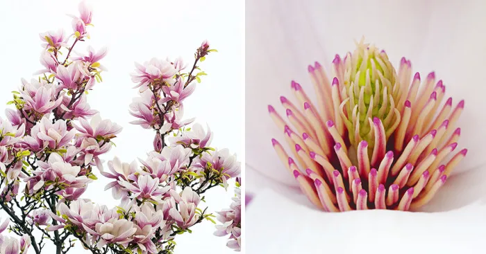I Photographed My Favorite Spring Tree, The Magnolia, At Its Best