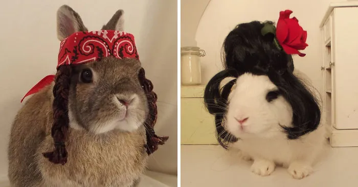 We Take Pictures Of Old And Disabled Rescued Bunnies To Show How Wonderful They Are