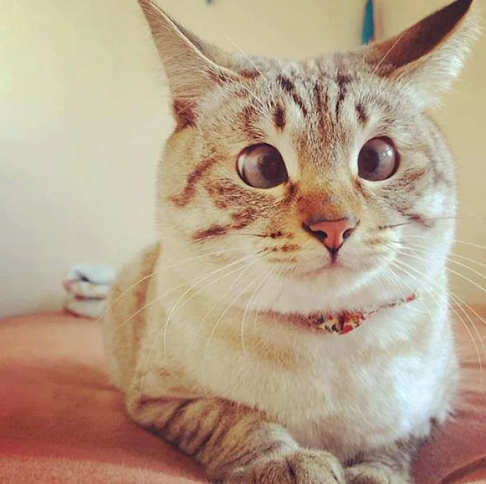 Derp