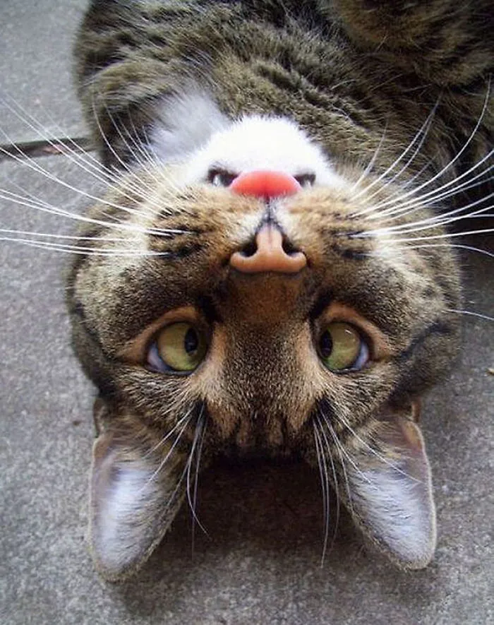 Upside-down Derp Cat Has Right-side Up Angry Beaver On His Face