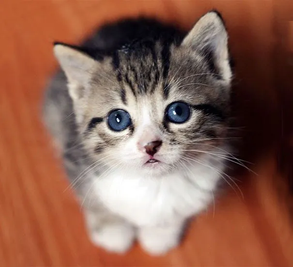 Tiny Little Cross-Eyed Kitten