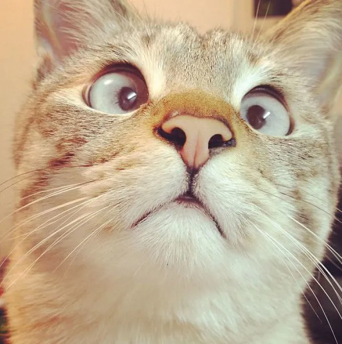 Derpy Cat