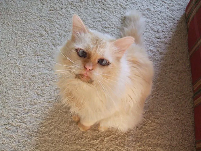 Chucky, My Birman Cat