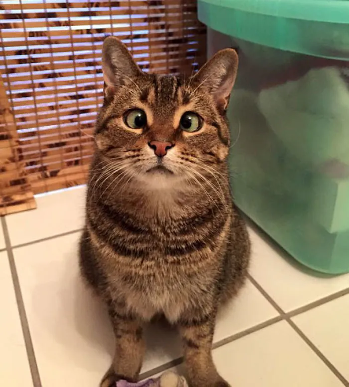 My Adorable Cross Eyed Roxy