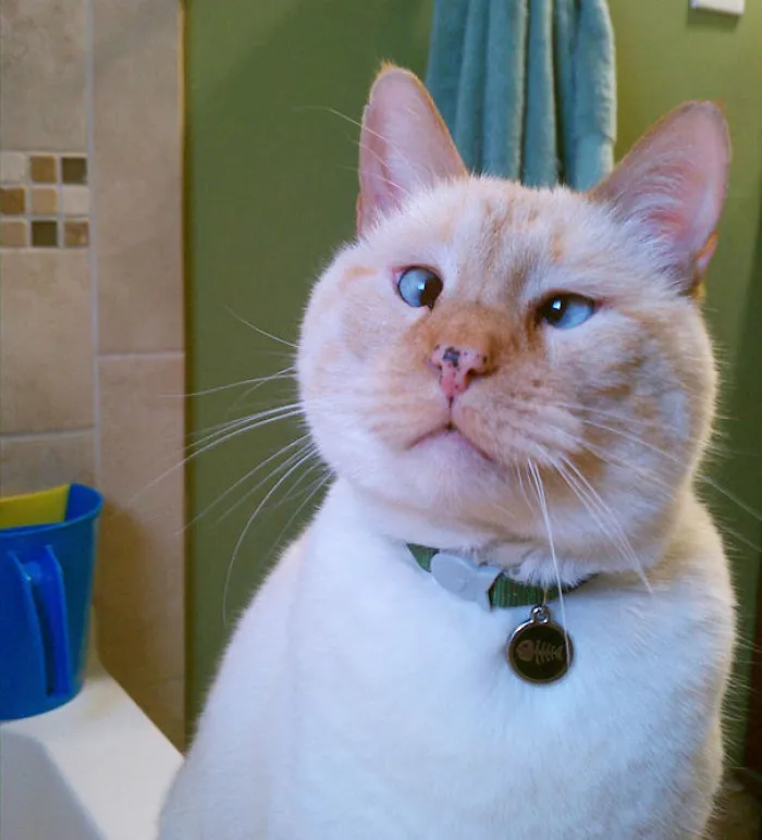 This Is Doug. The Cutest, Raddest, Quirky Little Cross-Eyed Cat Ever