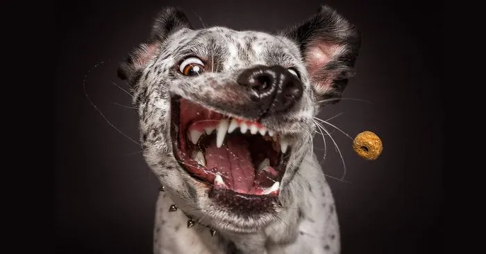 I Capture Hungry Dogs’ Hilarious Expressions When They Catch Treats (Part 2)