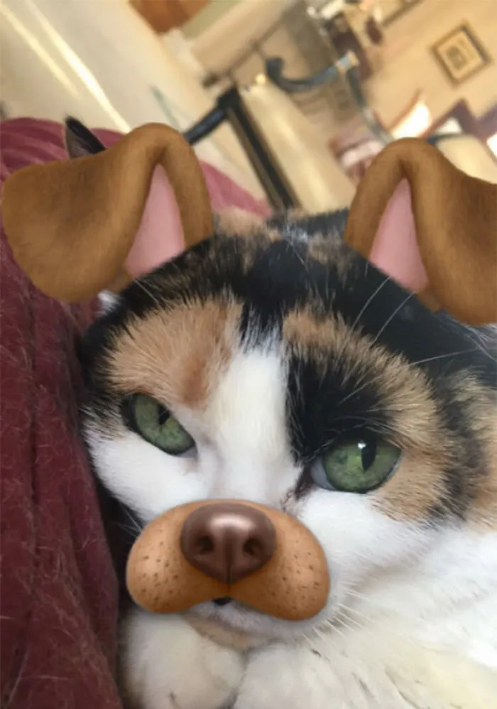 When You Use The Snapchat Effect On Your Cat To Turn Her Into A Dog