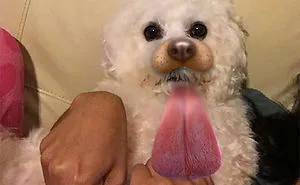 People Are Using Snapchat Filters On Their Animals And The Results Are Funny