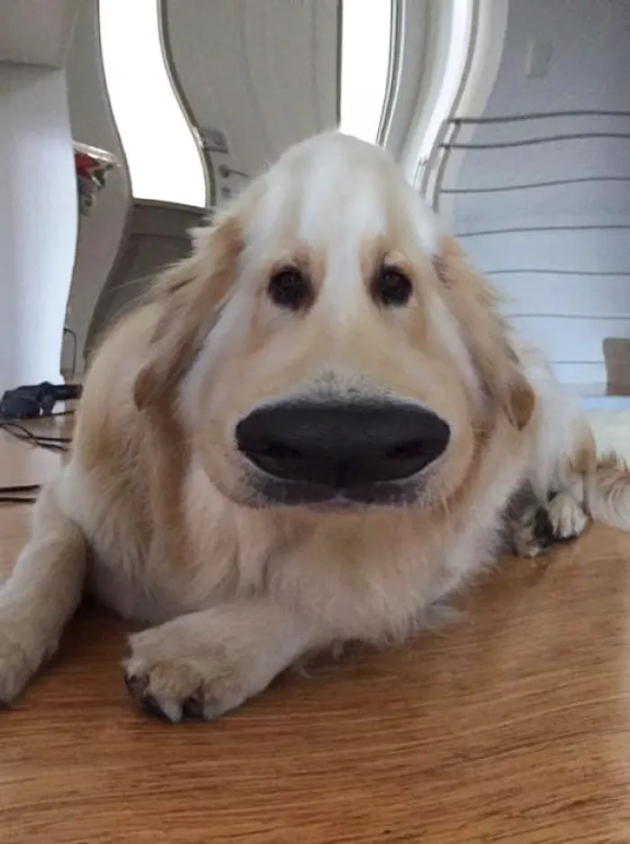 New Snapchat Feature Got Me Wondering If The Dog In 'up' Was Inspired By Me