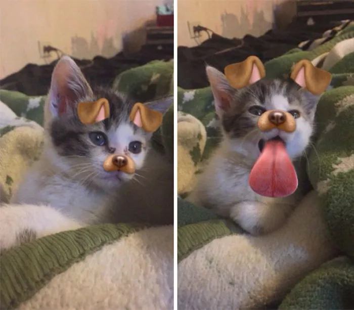Cat Or Dog?