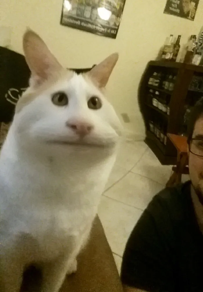 Snapchat Filter On My Cat