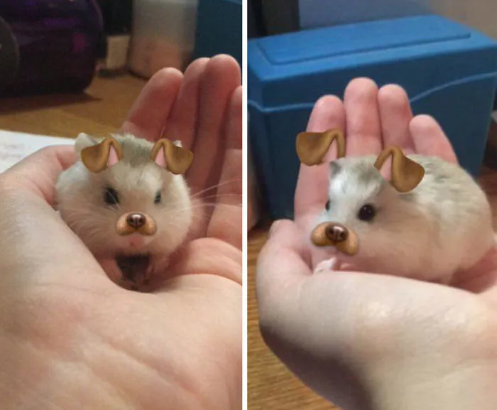 My Friend Put Snapchat Filters On Her Hamster