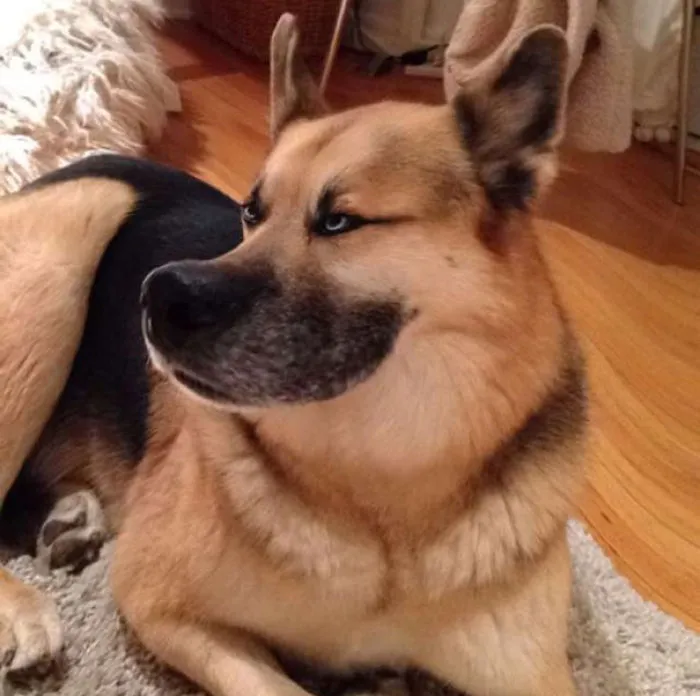 Snapchat Filters Made My Dog Look Like A Disney Character