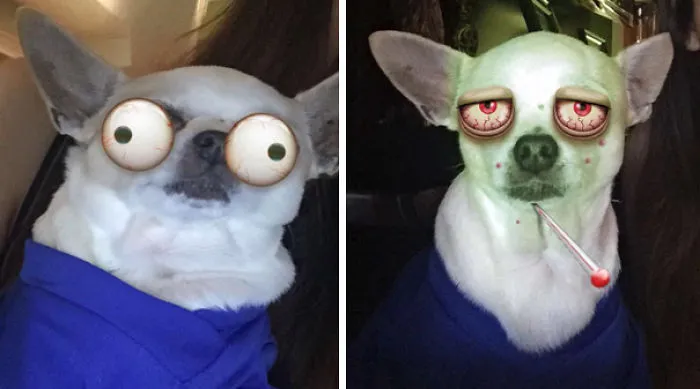When Your Dog Deep Down Hates You