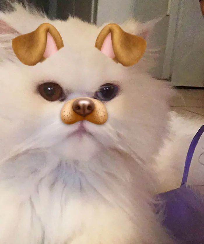 Now I'm A Cat-dog