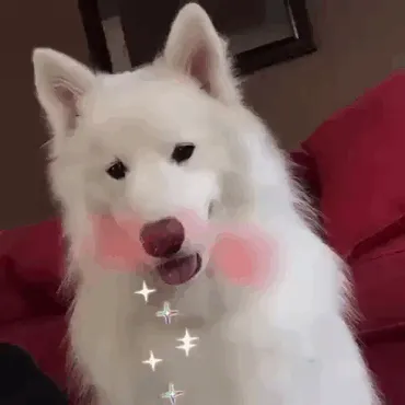 Snapchat Filter + Dog = Success