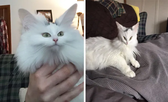 Alien-cat