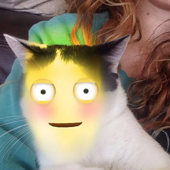Never Ever Forget That This Works On Cats