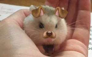 People Are Using Snapchat Filters On Their Animals And The Results Are Funny