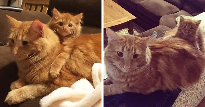 Cat Finds His Mini-Me, Decides To Adopt Him And Raise As His Own