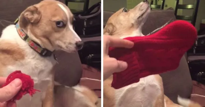 Guilty Dog Won't Admit Her Crimes Even When Shamed By Her Owner