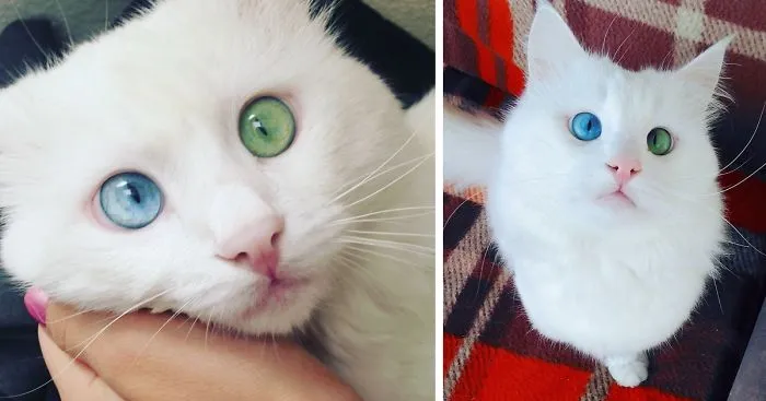 Snow-White Cat Has The Most Hypnotizing Eyes Of Different Color