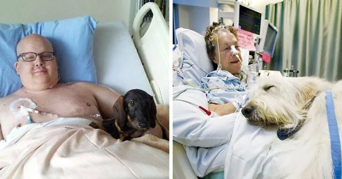 Hospital Lets Pets Visit Their Sick Humans To Make Them Feel Better