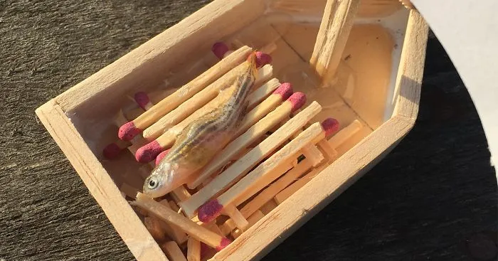 Dead Pet Fish Gets Epic Viking Funeral